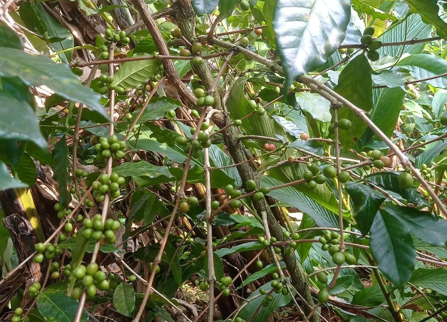 Munnar Home Stay Teadrops Plantation Villa 인도