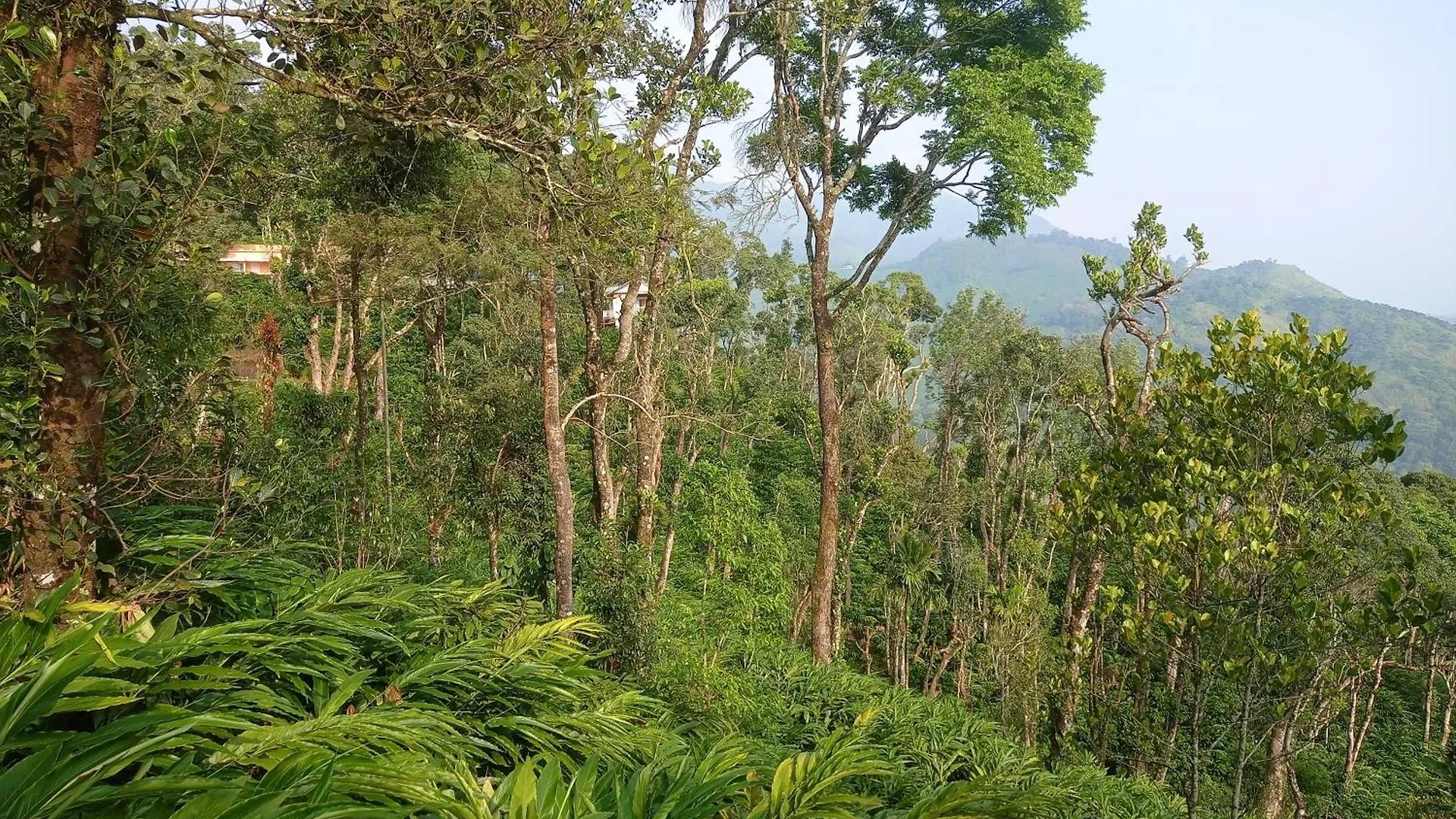 홈스테이 Munnar Home Stay Teadrops Plantation Villa