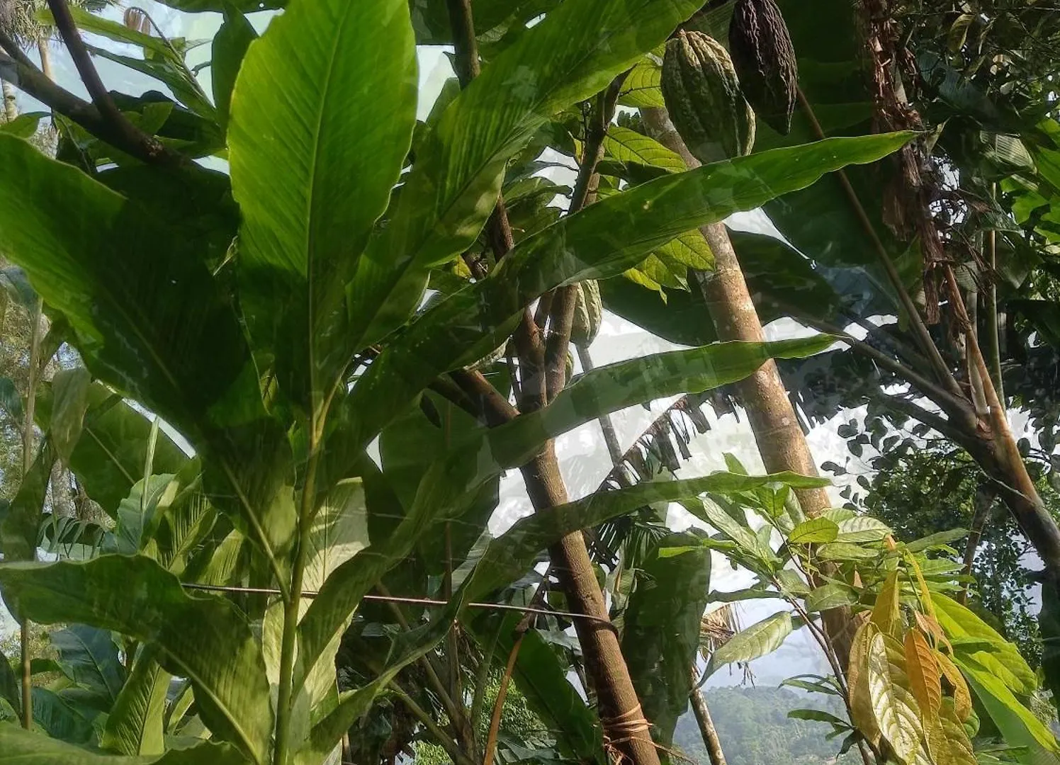 Munnar Home Stay Teadrops Plantation Villa 0*,