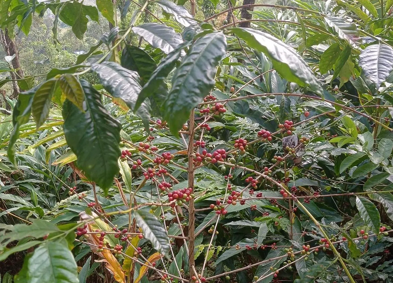 홈스테이 Munnar Home Stay Teadrops Plantation Villa