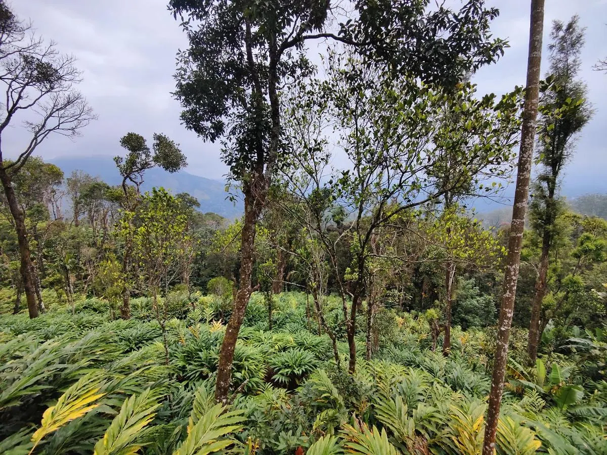 Munnar Home Stay Teadrops Plantation Villa