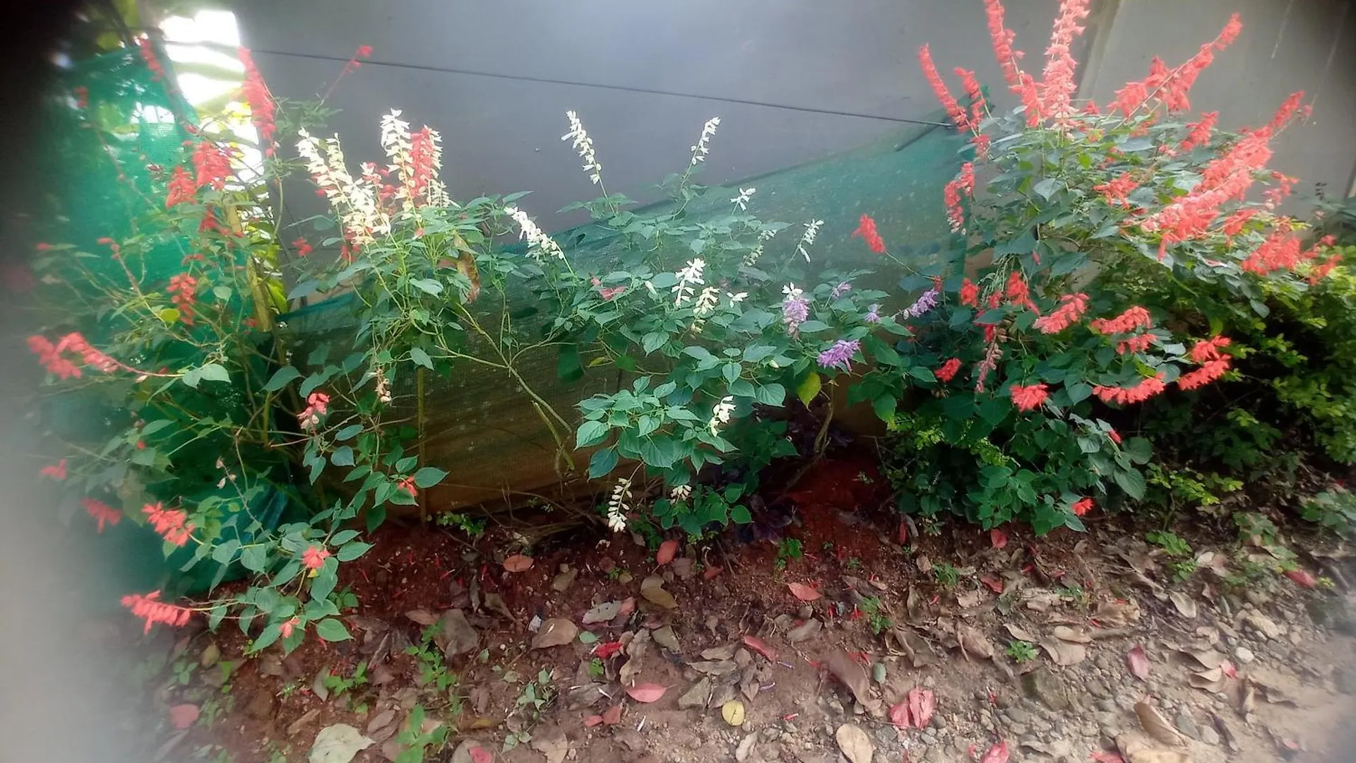 Munnar Home Stay Teadrops Plantation Villa India