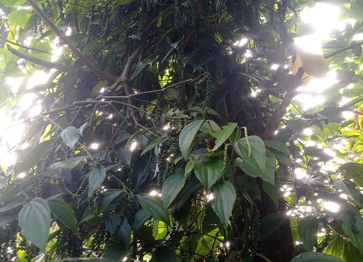 Munnar Home Stay Teadrops Plantation Villa Homestay