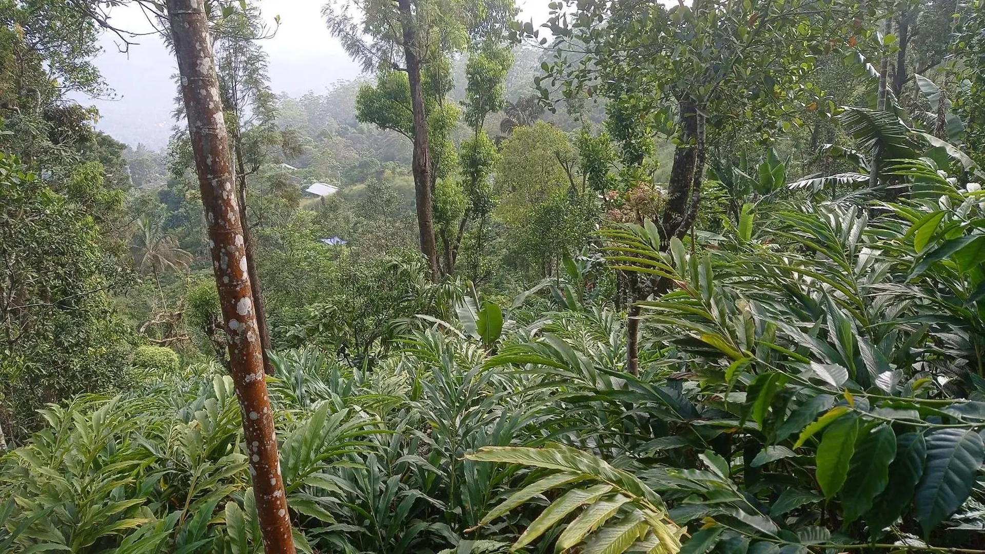 Munnar Home Stay Teadrops Plantation Villa Homestay