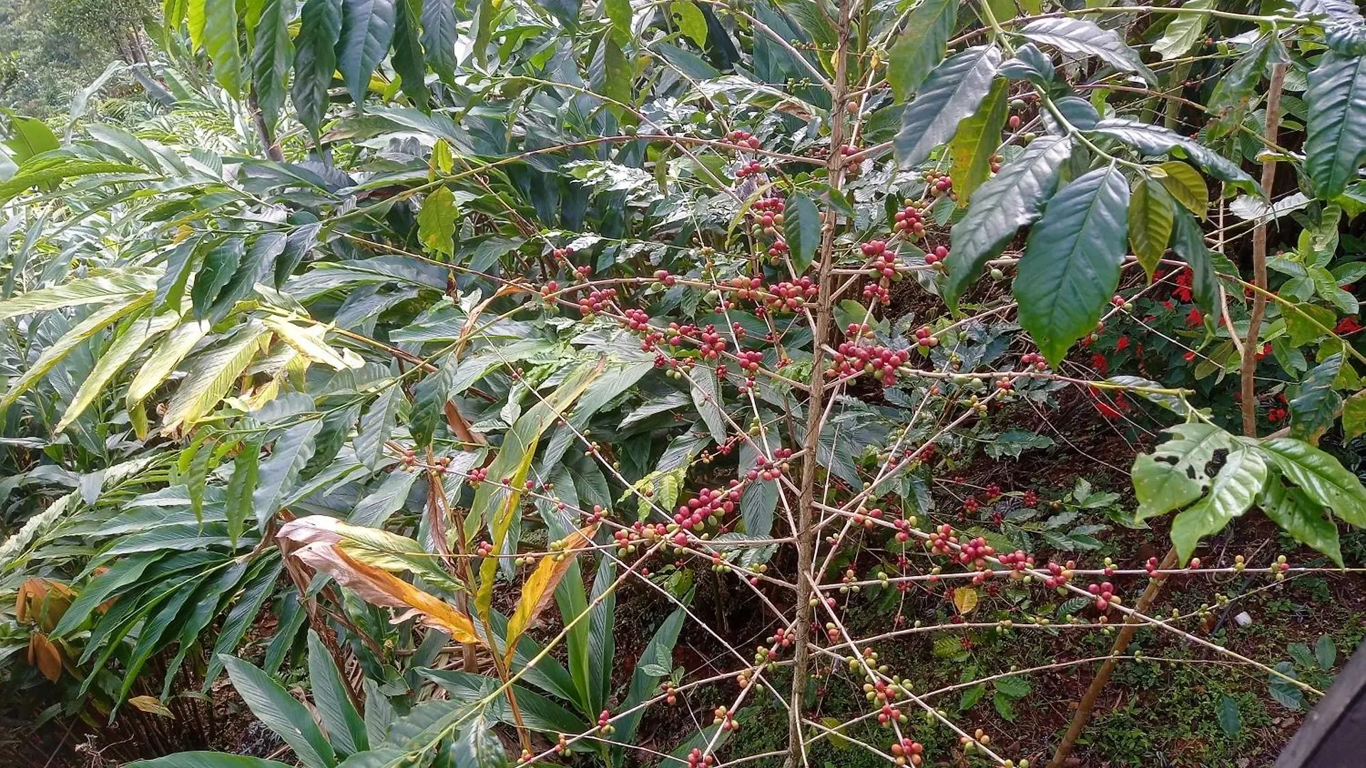 Munnar Home Stay Teadrops Plantation Villa